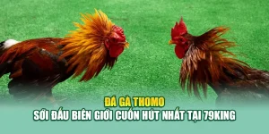 Đá Gà Thomo – Sới Đấu Biên Giới Cuốn Hút Nhất Tại 79King