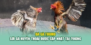 Đá Gà Thomo – Sới Gà Huyền Thoại Được Cập Nhật Tại 79King