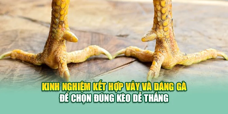 78 Vảy Gà Tốt Nên Chọi – Bí Quyết Chọn Kê Chiến Tại 79King 3 Kinh nghiệm kết hợp vảy và dáng gà để chọn đúng kèo dễ thắng