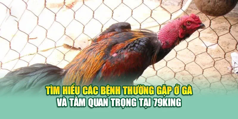 Tìm hiểu các bệnh thường gặp ở gà và tầm quan trọng tại 79King
