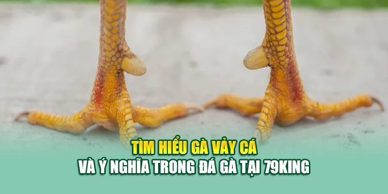 Tìm hiểu gà vảy cá và ý nghĩa trong đá gà tại 79King